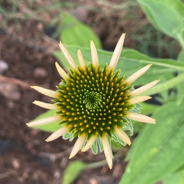 Echinacea 'Cheyenne Spirit' (Mix)