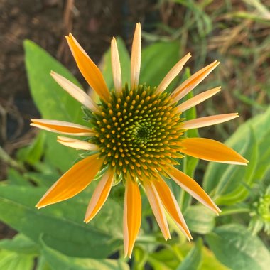 Echinacea 'Cheyenne Spirit' (Mix)