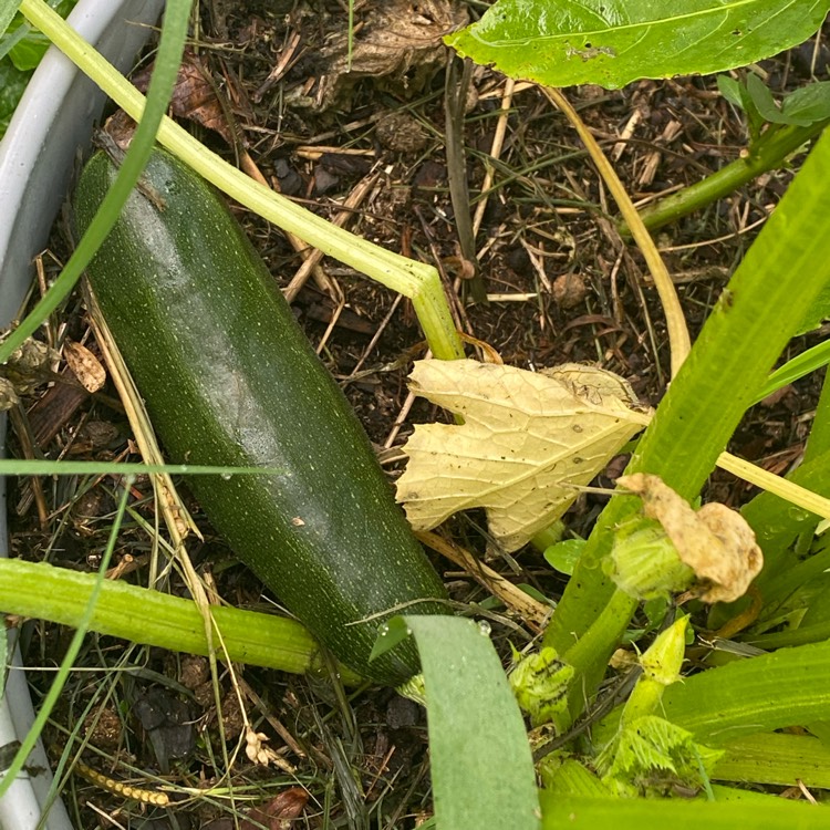 Plant image Cucurbita pepo var. Cylindrica  'Spineless Beauty'