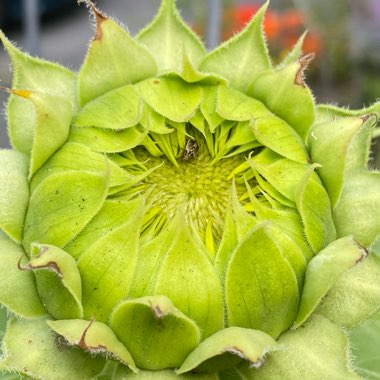 Helianthus annuus