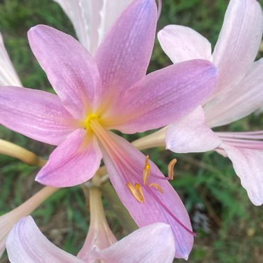 Lycoris squamigera