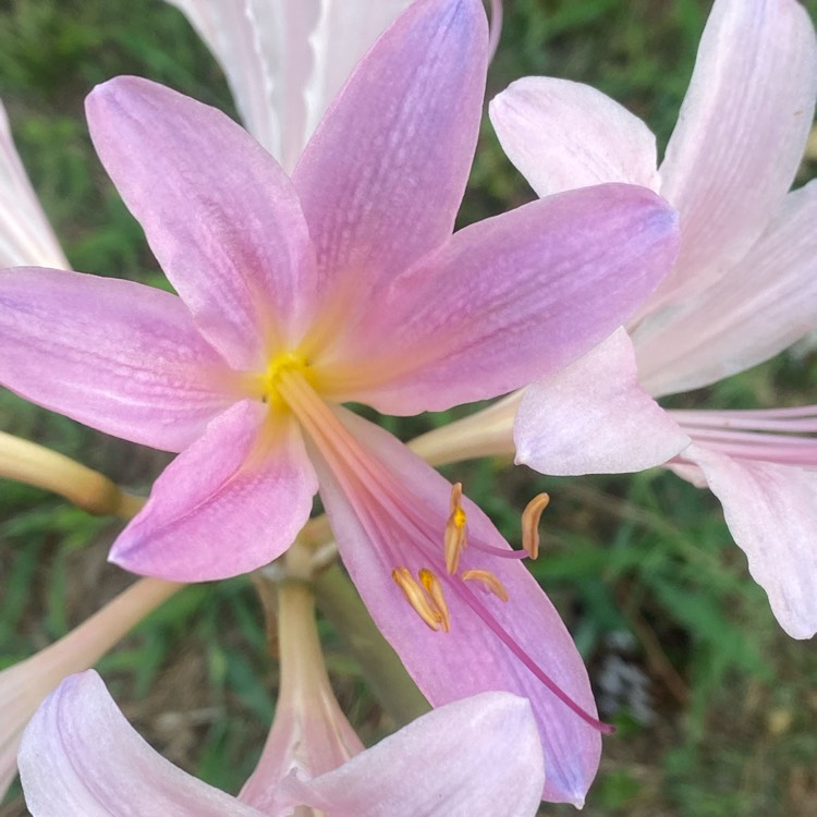 Plant image Lycoris squamigera