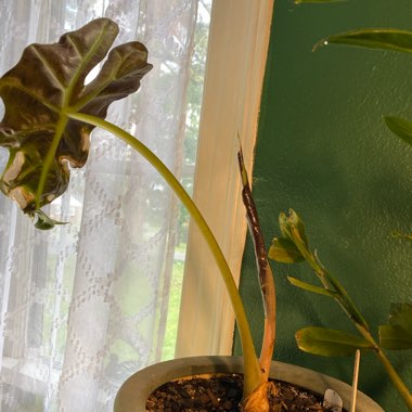 Alocasia x amazonica 'Polly'