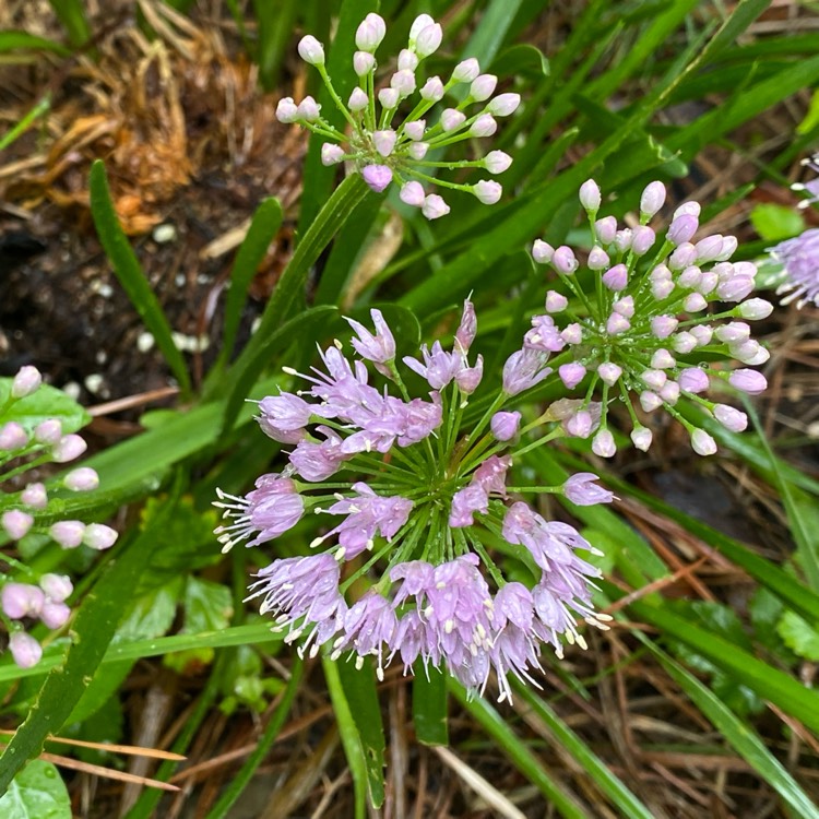 plant image 1682176