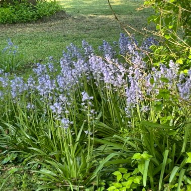 Hyacinthoides hispanica