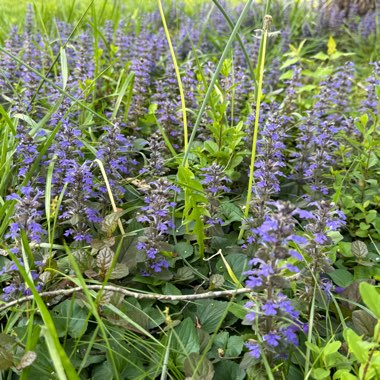 Ajuga reptans