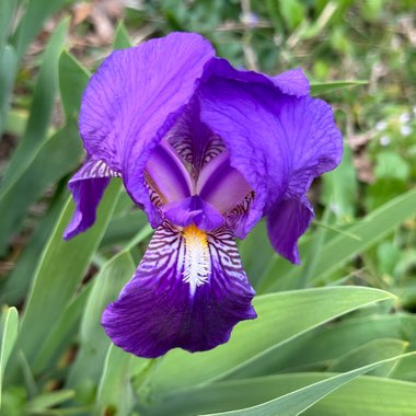 Iris x germanica