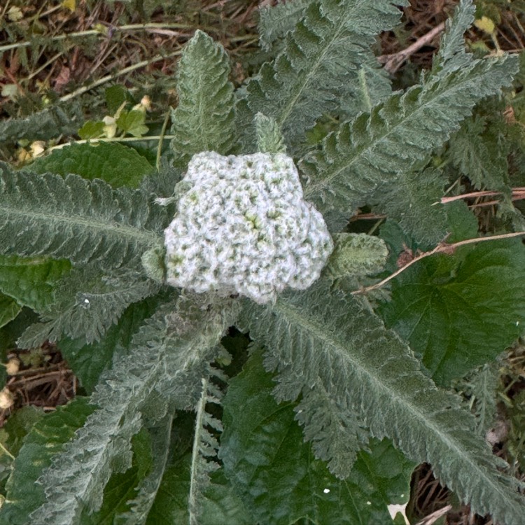 Plant image Achillea filipendulina