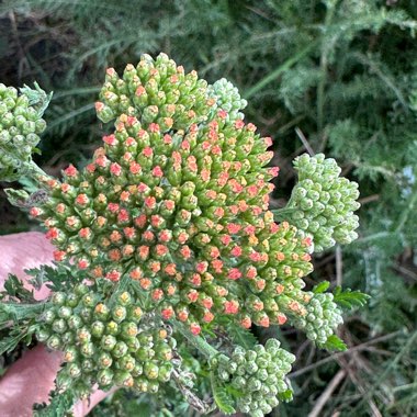 Achillea millefolium 'Red Velvet'