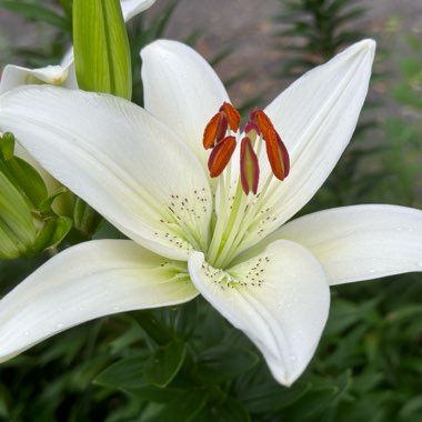 Lilium (Asiatic)