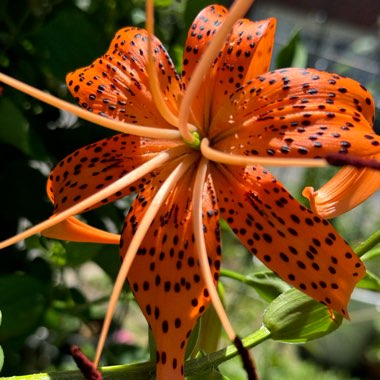 Lilium lancifolium