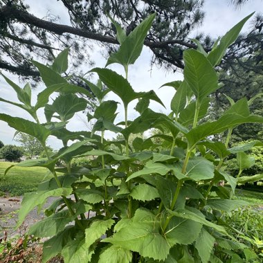 Prairie Dock