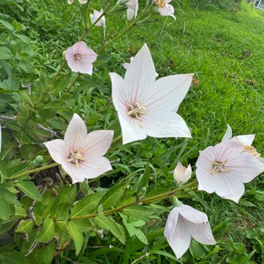 Balloon Flower