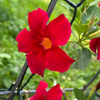 Mandevilla