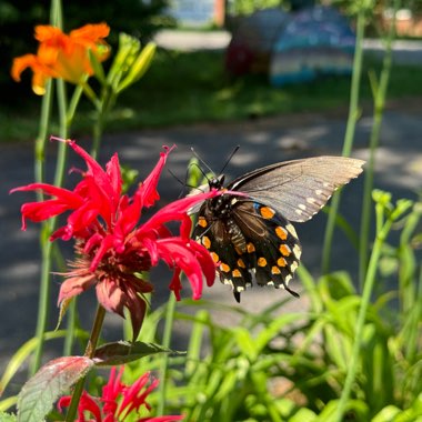 April's garden