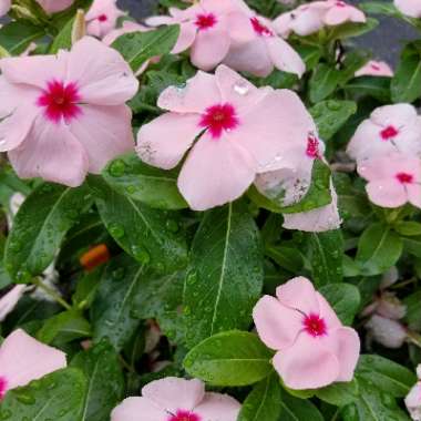 Catharanthus roseus syn. Vinca Rosea 'Grape Cooler'