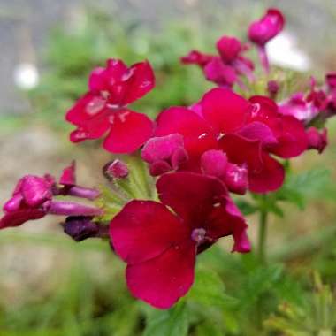 Verbena 'Empress Imperial Blue'