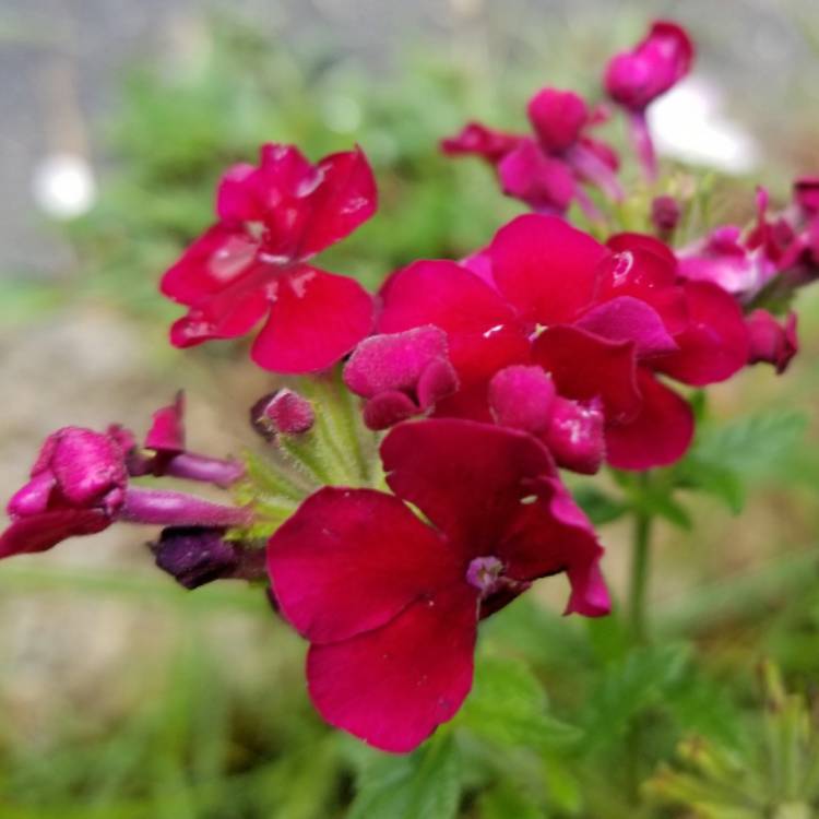 Plant image Verbena 'Empress Imperial Blue'