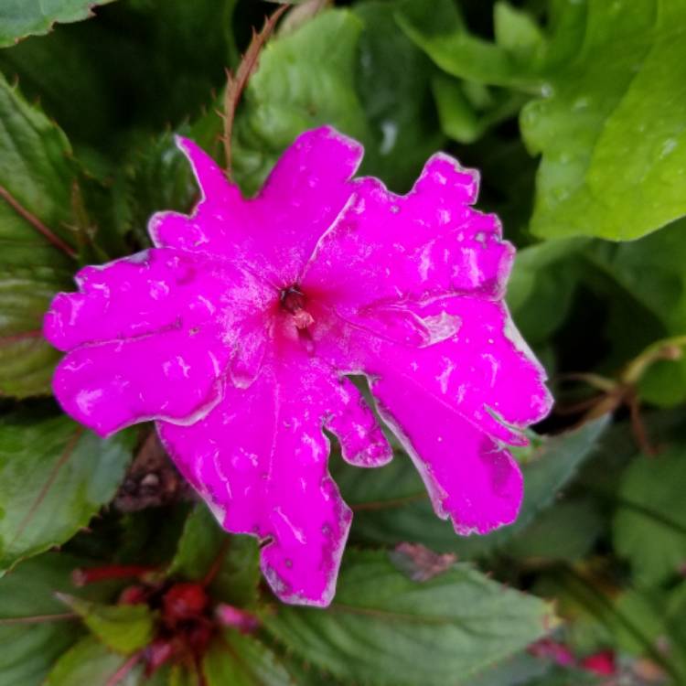 Plant image Impatiens hawkerii 'Super Sonic Sweet Cherry'