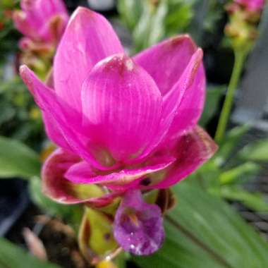 Curcuma longa syn. Curcuma domestica