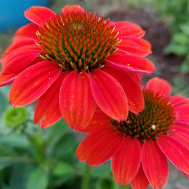 Plant image Echinacea 'Balsomsed' (Sombrero Series) syn. Echinacea 'Sombrero Salsa Red'