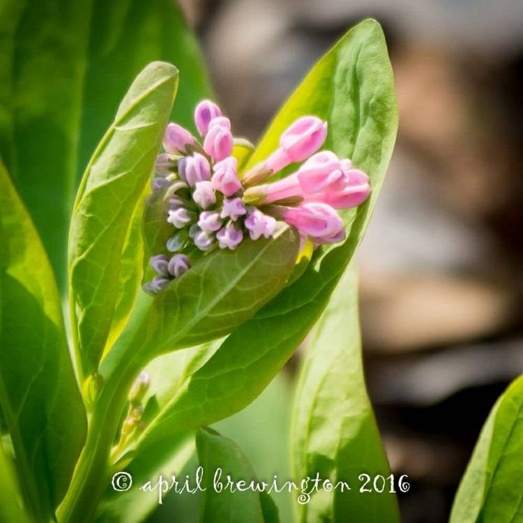 Plant image Mertensia virginica syn. Mertensia pulmonarioides