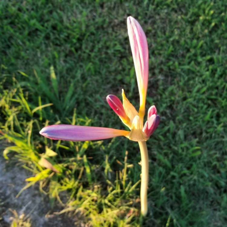 Plant image Lycoris squamigera