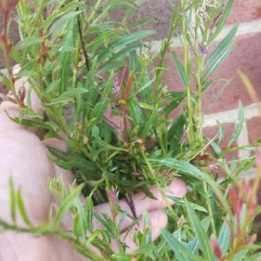 Oenothera lindheimeri 'Siskiyou Pink' syn. Gaura lindheimeri 'Siskiyou Pink'