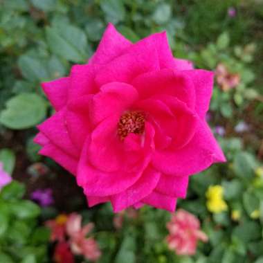 Rosa (Miniature)