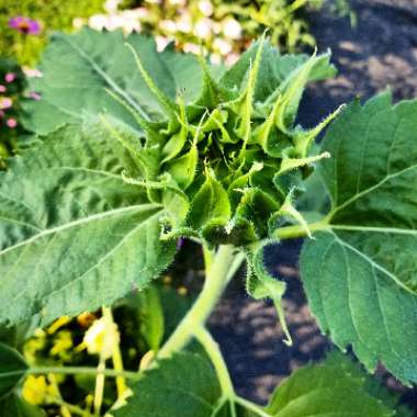 Helianthus annuus