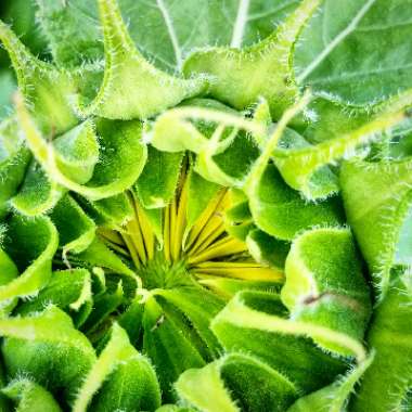 Helianthus annuus