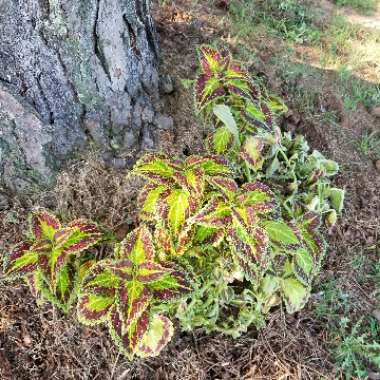 Solenostemon scutellarioides  syn. Plectranthus scutellarioides, Coleus scutellarioides, Coleus blumei