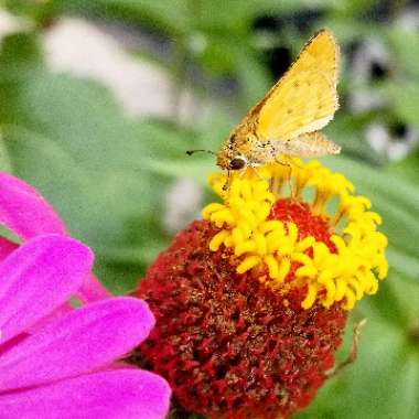 Zinnia elegans