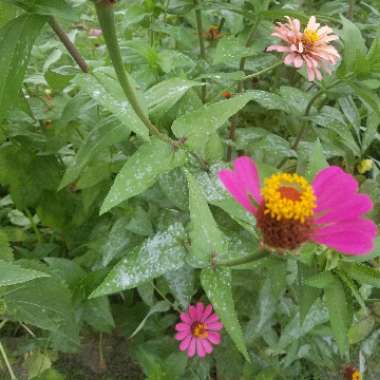 Zinnia elegans