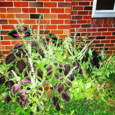 Solenostemon scutellarioides  syn. Plectranthus scutellarioides, Coleus scutellarioides, Coleus blumei