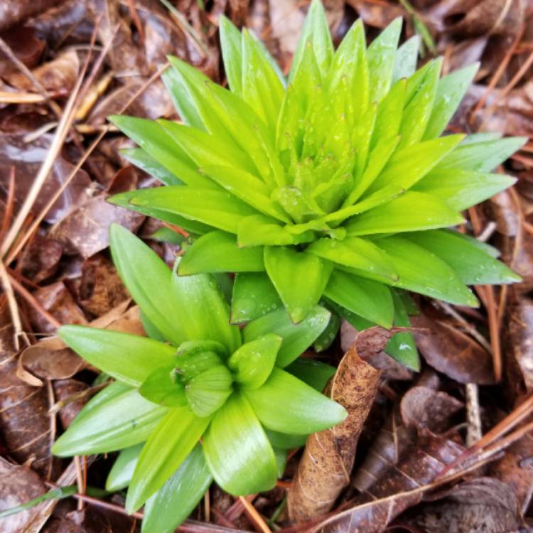 Plant image Lilium 'Tiny Rocket'