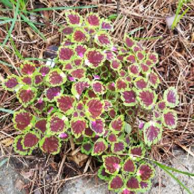 Solenostemon scutellarioides  syn. Plectranthus scutellarioides, Coleus scutellarioides, Coleus blumei