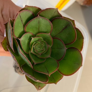 Aeonium Arboreum 'Rubrolineatum'