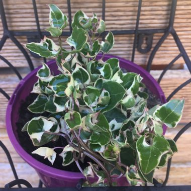 Kalanchoe luciae 'Flapjack'