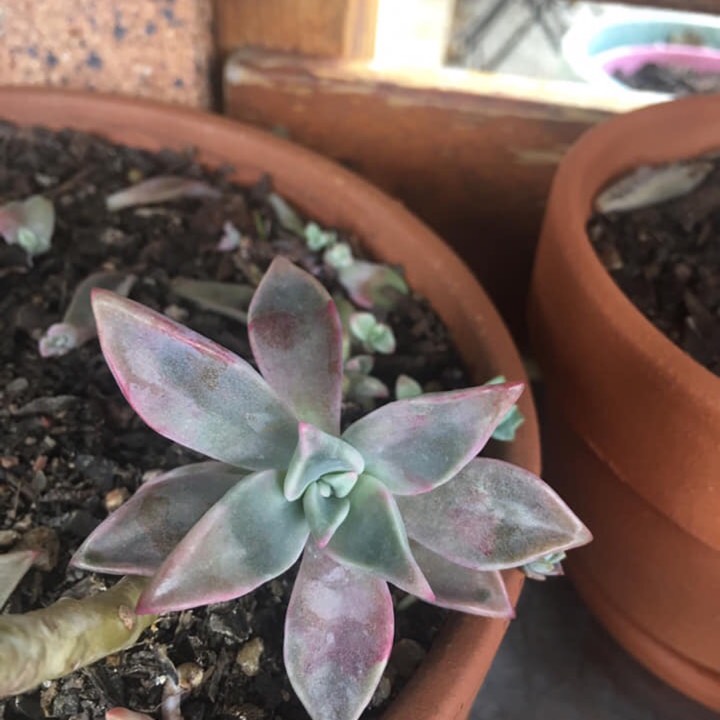 Plant image Graptopetalum Purple Haze