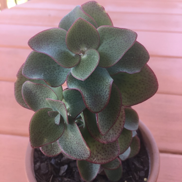 Plant image Crassula streyi