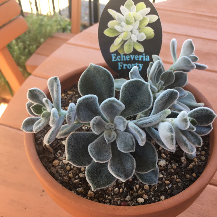 Plant image Echeveria Leucotricha