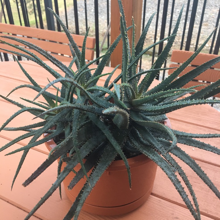 Plant image Aloe Parvula