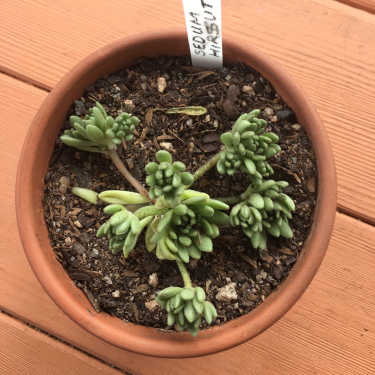 Plant image Sedum hirsutum subsp. baeticum