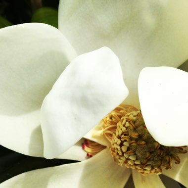 Magnolia 'Teddy Bear'