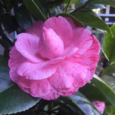 Camellia