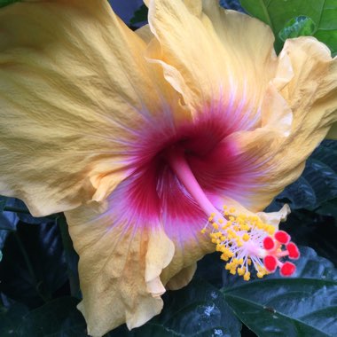 Tropical Hibiscus