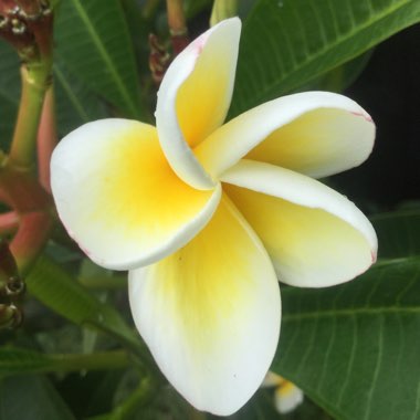 Frangipani