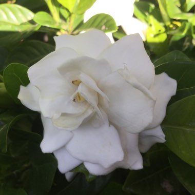 Gardenia Florida