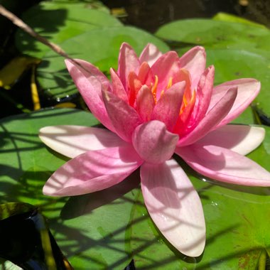 Water Lily